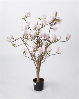 Magnolia træ i nude 80 cm - nude Rosa 