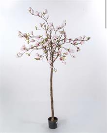 Magnolia træ i nude 190 cm - nude Rosa 