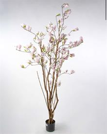 Magnolia træ i nude 190 cm - nude Rosa 
