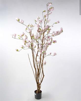 Magnolia træ i nude 190 cm - nude Rosa 